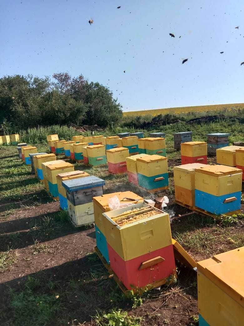 Предлагаю Вашему вниманию Натуральный Мёд  из Восточно-Казахстанской О