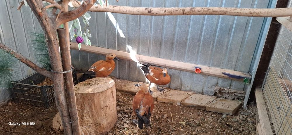 Продам уток огарей