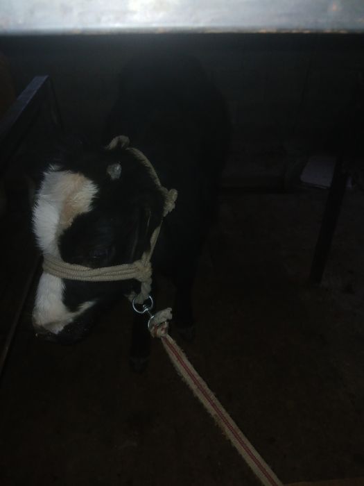 Еки бузау сатылады багасы 165000тг