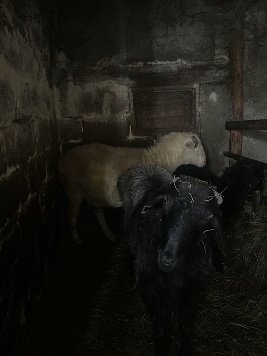 Продам барана, смешанный едильбай