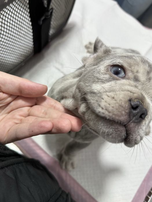 Bulldog Francez Merle / French Bulldog