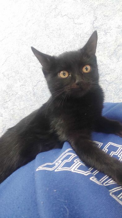 Ласковые котята в добрые руки