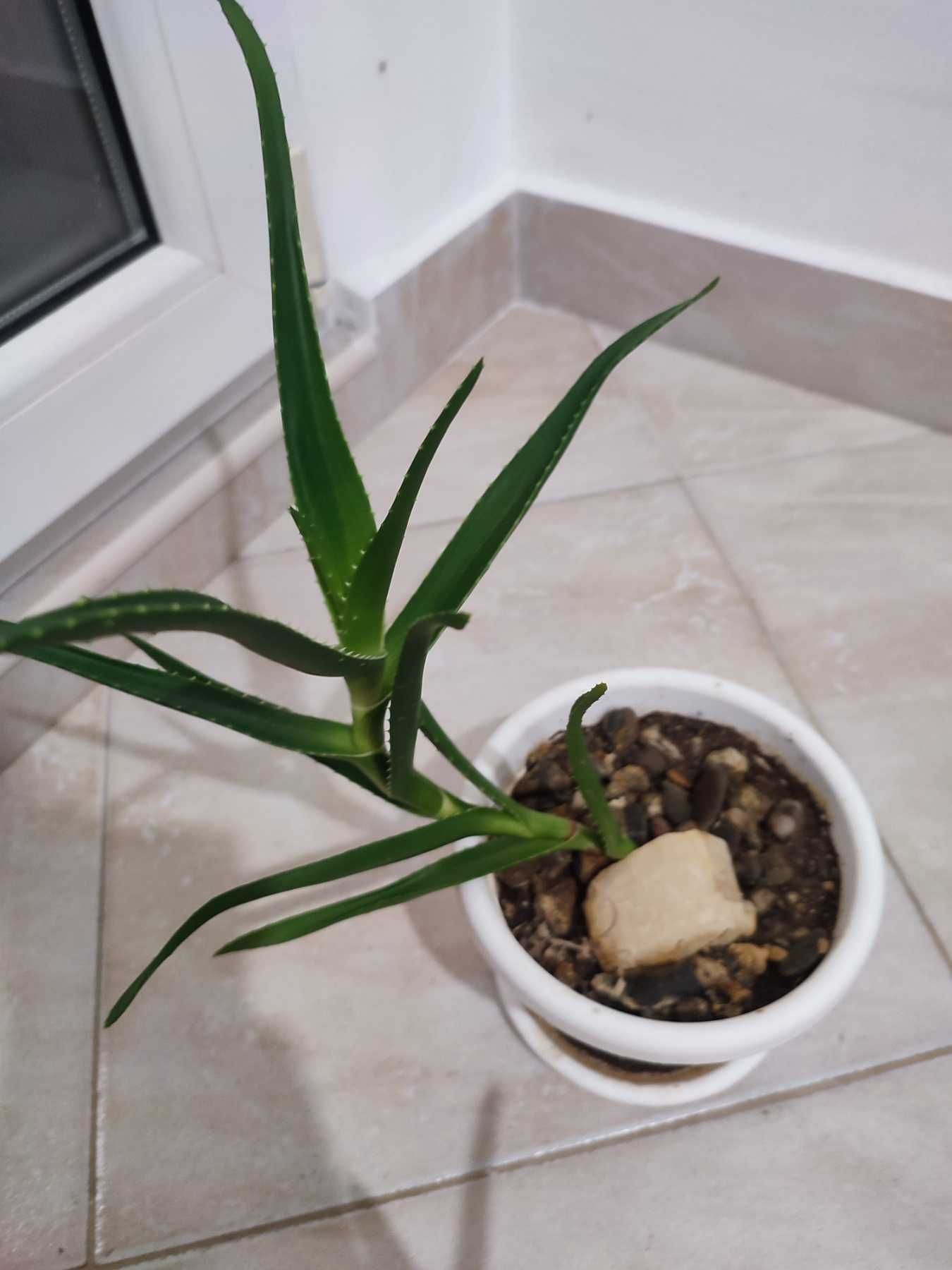 Алое/Aloe вера в саксия за декорация, декоративни растения