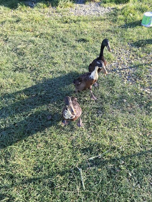 Rate indiene alergatoare, 2 ratoi