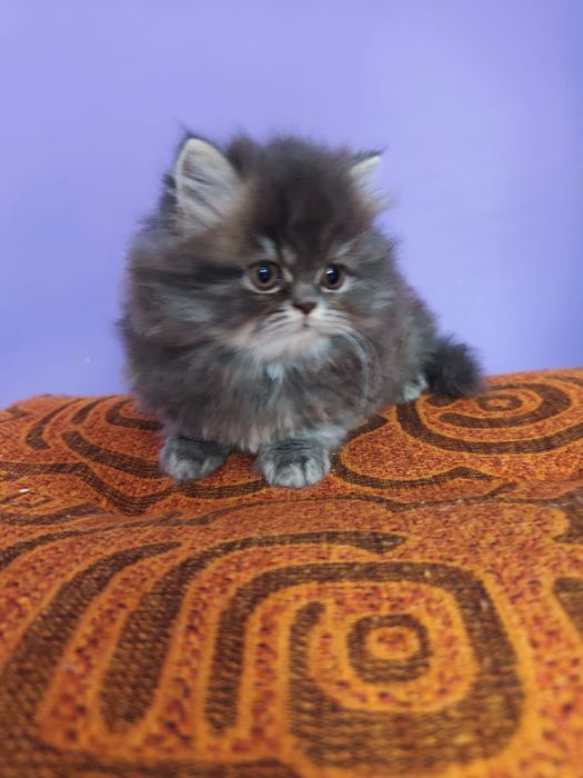 Персийски котета