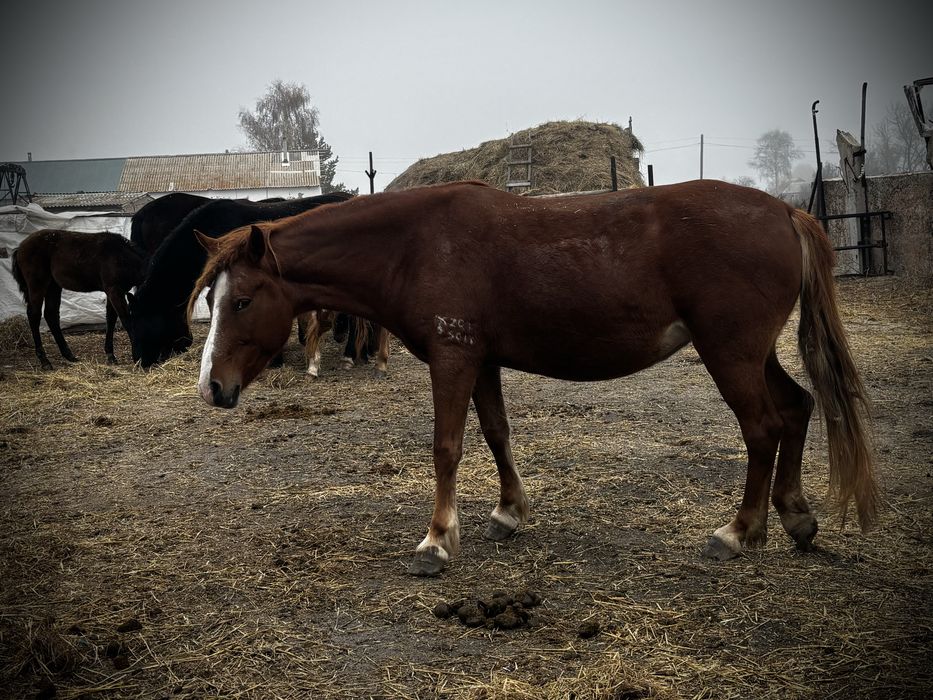 Продам кобылу 6 лет