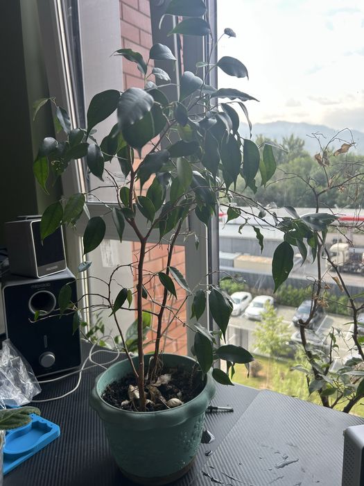 Фикус бенджамина, комнатные растения