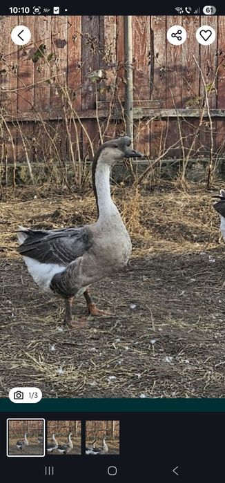 Vând Gascan Chinezesc