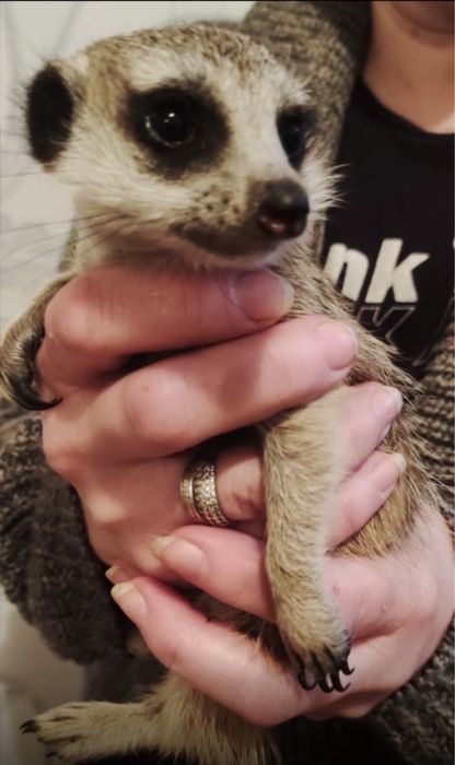 Сурикаты малыши продажа начала июля