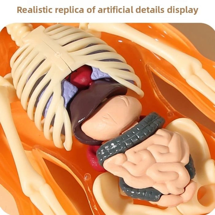 Corpul uman 3D Schelet anatomie patologica educație copii