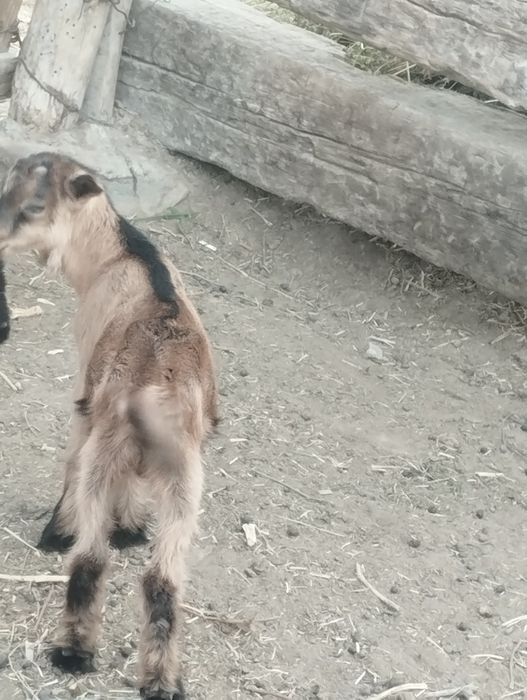 Алпі чех теке лақ сатылады.
