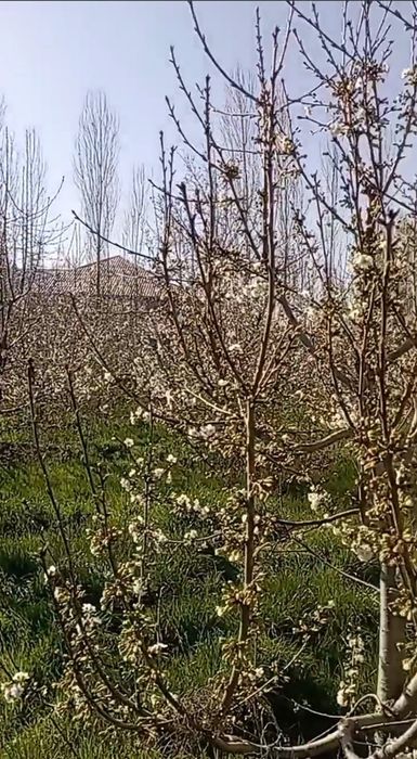 Yangi Toshkentga yaqin joyda Hovli srochno sotiladi