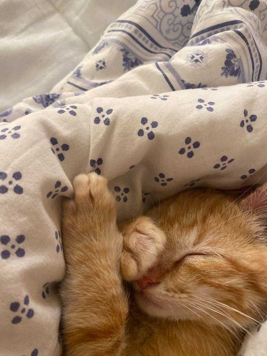 2,5-месечно рижо котенце търси дом