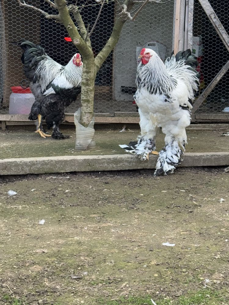 Găini Brahma diferite culori / oua, pui, mature