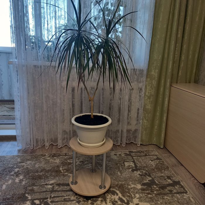 Продам комнатные растения