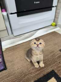 Продаётся шикарный котик Скоттиш фолд золотая шиншилла