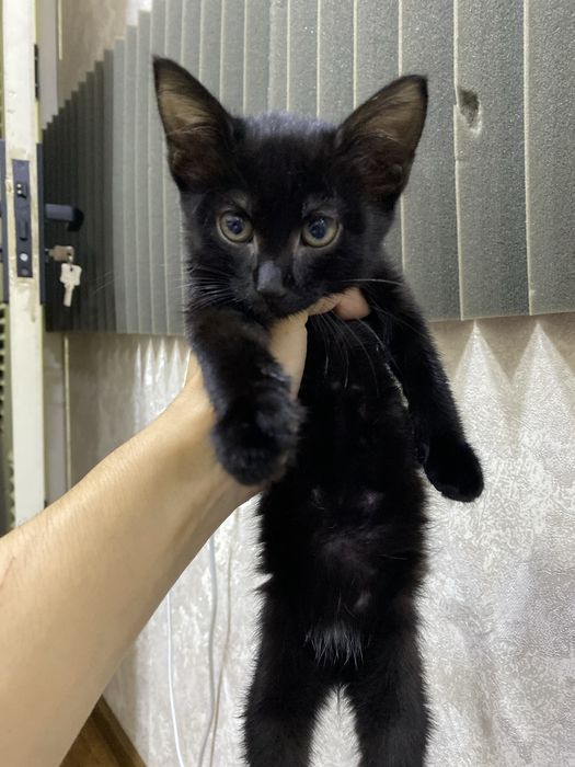 Mushuk tekinga bervoraman