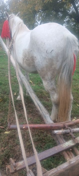 Vind urgent iapa de 5 ani foarte cuminte și blinda