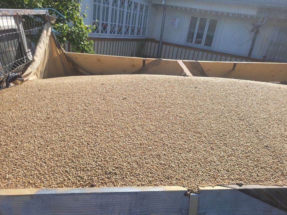 Vând 3 tone de grâu