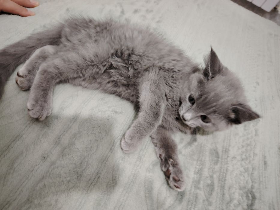 Кошка очень умная ласкавая красивая