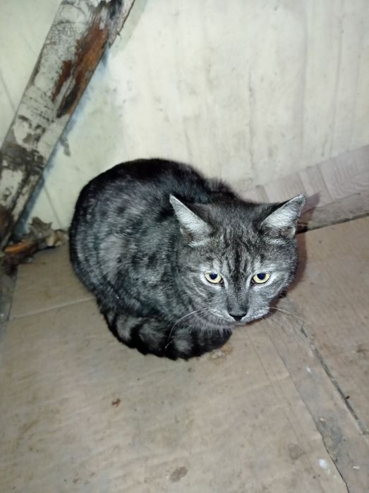 Отдам бесплатно молодого котика.