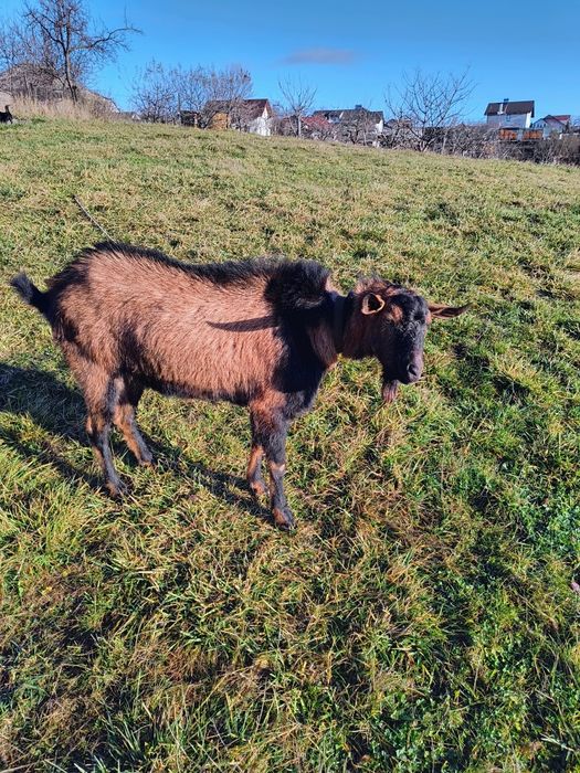 Vind țap de rasă, alpin francez