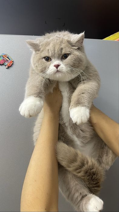 Продаются британские котята