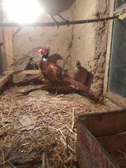 Kavkaz qirg'ovulla sotiladi