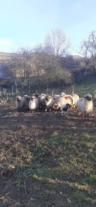 Oi turcane de vanzare