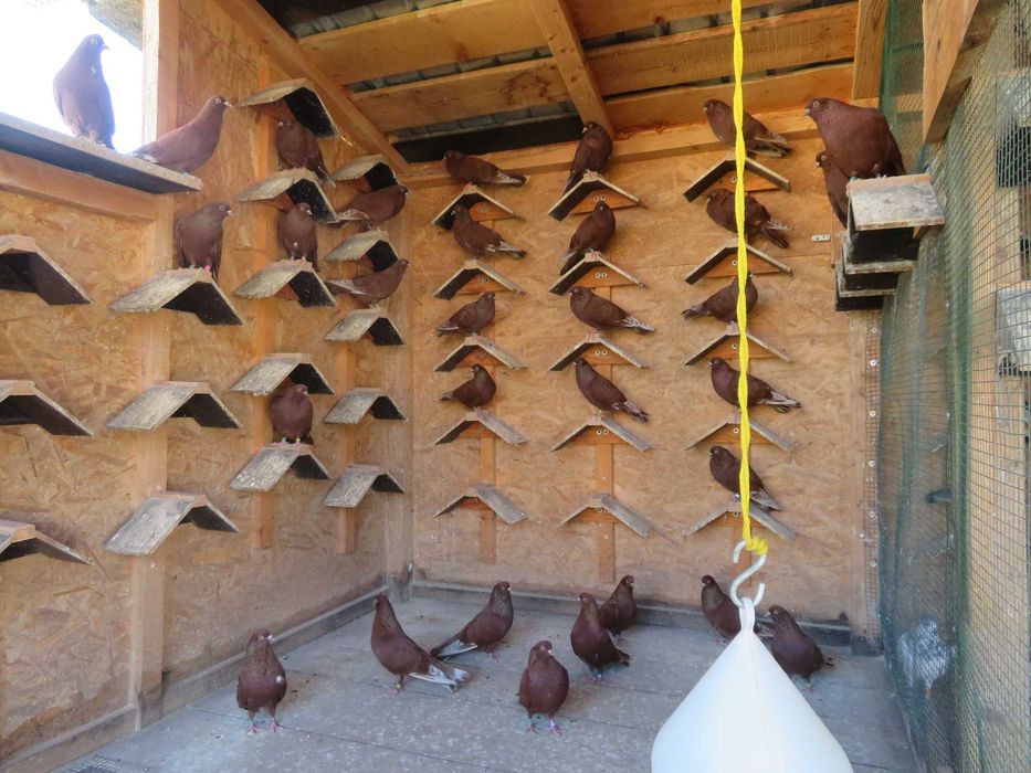 Porumbei  Zburători Roșii de Târgoviște