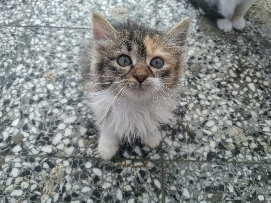 Четири пухкави момиченца търсят дом и любящи стопани