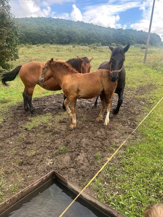 Iepe de vanzare cluj