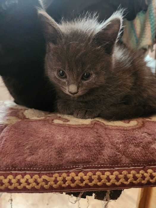 отдам котяток в хорошие руки