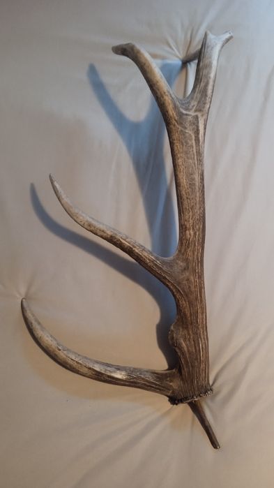 Corn de cerb 88 cm/2.2 kg, ideal pentru cuier, cutite, bricege