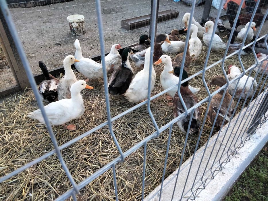 Vând perechi de rațe și ouă