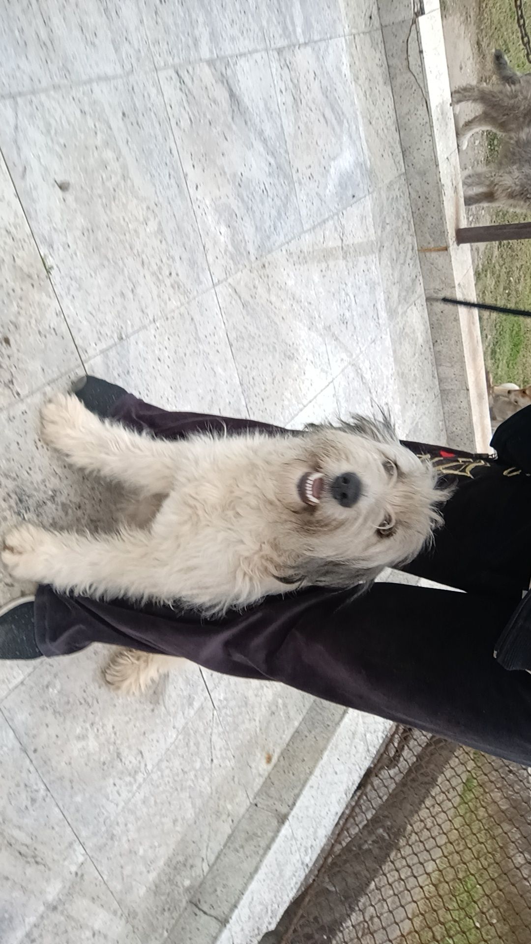 Spre adopție cățel de mioritic talie medie