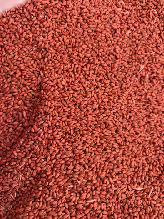 Vând grâu de sămânță C1 -1,6 lei/kg