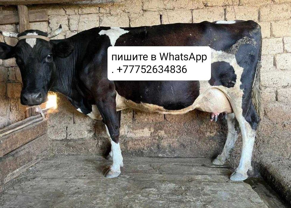 Продам молочную корову