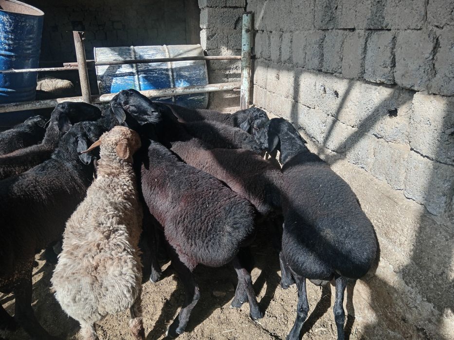 Qochqor Qo'chqor koy кочкор куй