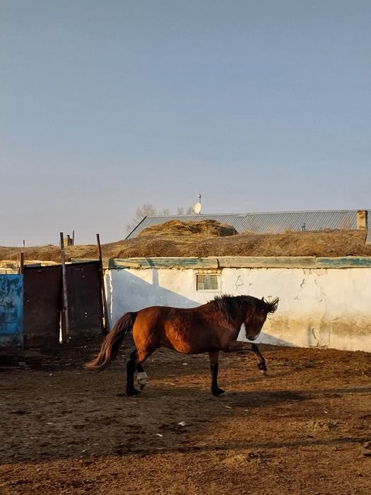 Айғыр сатылады 6 жасар