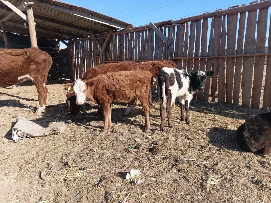 Бұзау баспактар сатылады