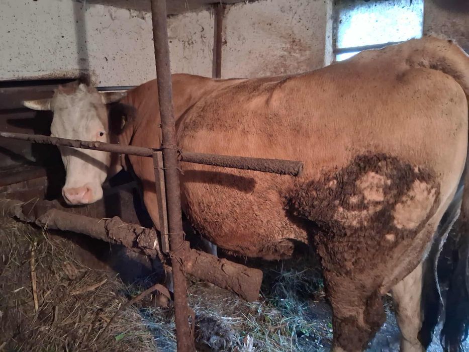 VAND VACA Gestanta in 8 luni