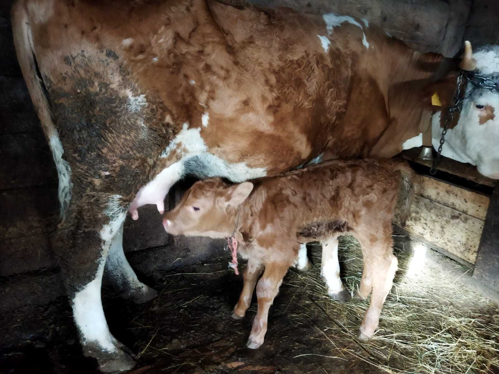 Vand vaca de 4 ani cu vitea de o saptamana