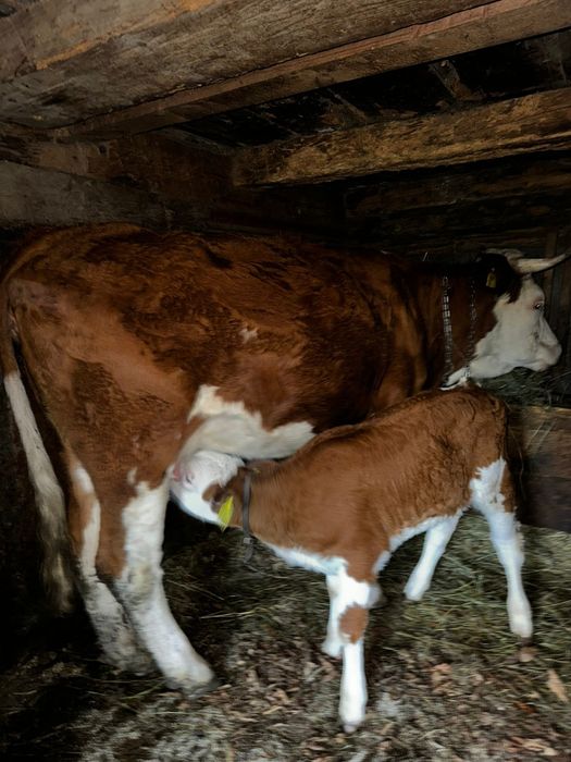 Vând juninca cu vitel