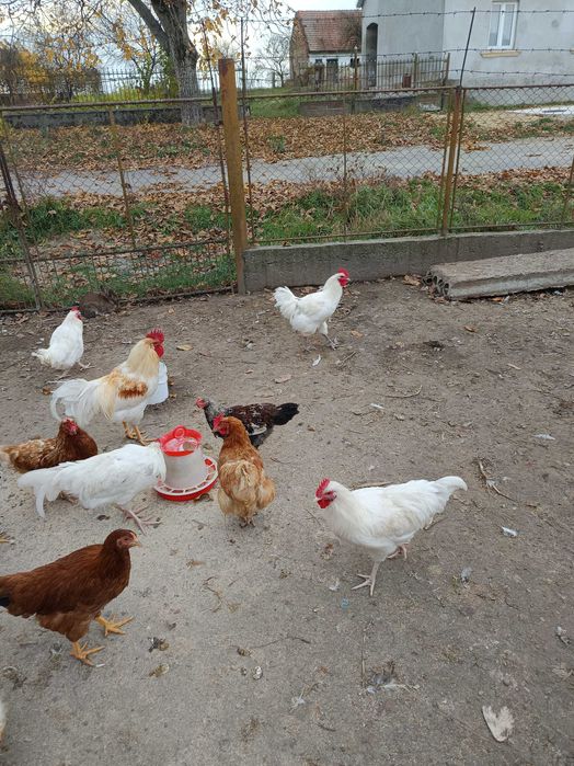 Tineret disponibil(metiși de Australorp)