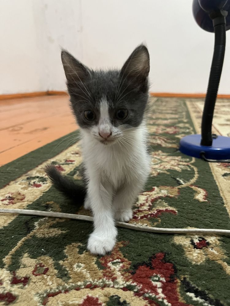 Котенки бесплатно