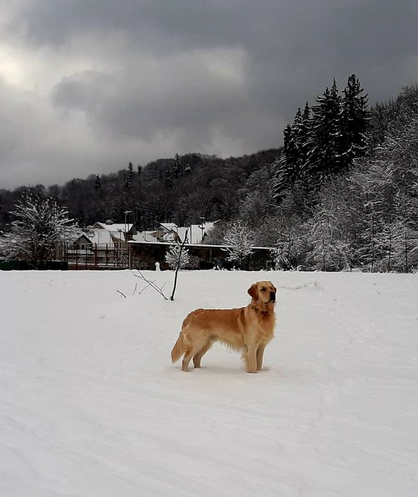 Golden Retriever Campion România
