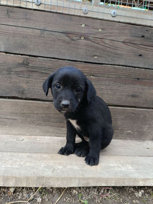 Подарявам кученца