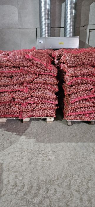 Cartofi pentru animale 2025