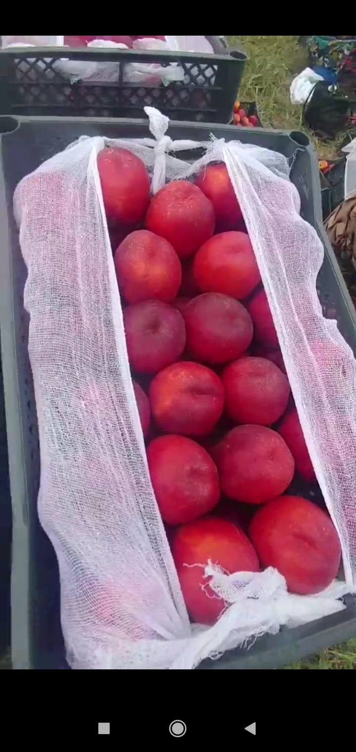 Shaftoli kuchatlari optum narxlarda 12 ta viloyatga dastafkamiz bor